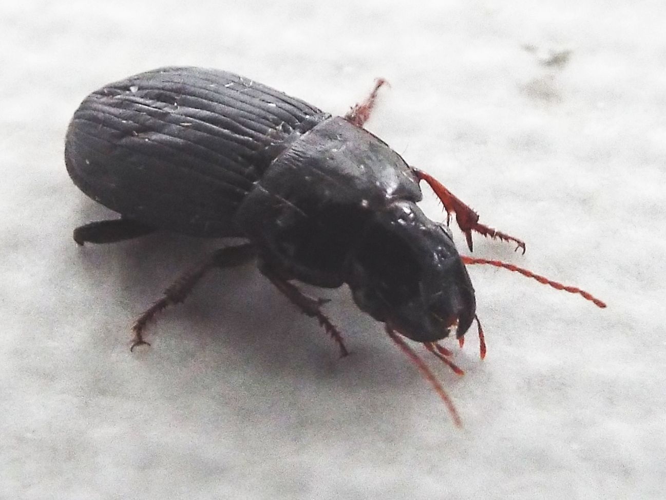 Harpalus cf. tardus - Carabidae